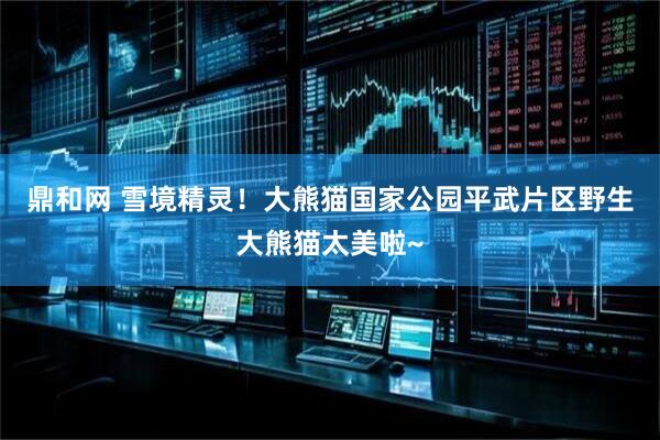 鼎和网 雪境精灵！大熊猫国家公园平武片区野生大熊猫太美啦~